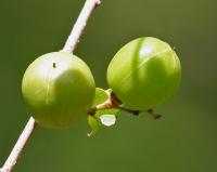 tonkiŋ tʃutʃuj-ɽæ